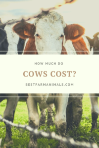 How Much Does A Cow Cost To Buy? 2023 Cattle Prices