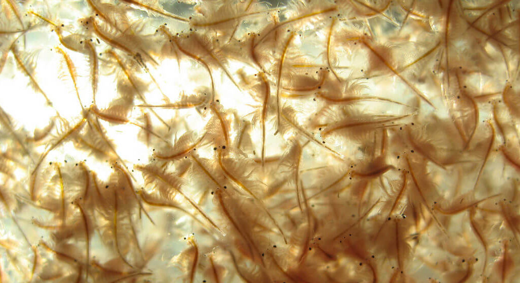 Thousands of brine shrimp fully grown