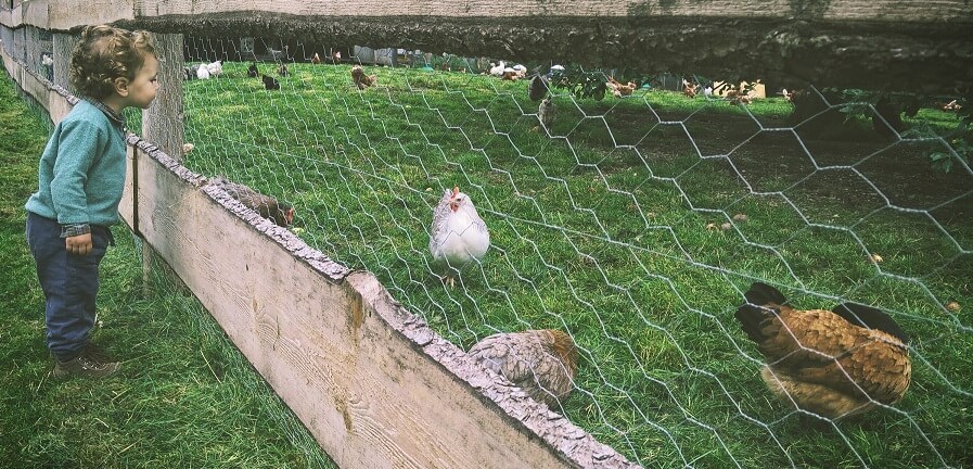 Using Chickens to control grass 