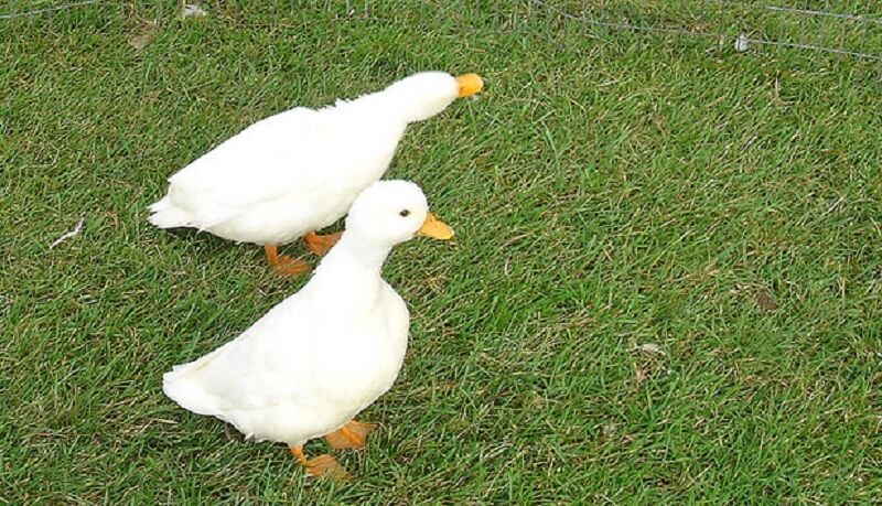 White Call Ducks