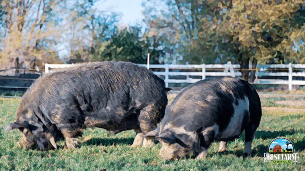 Wild hogs can look up more than farm pigs