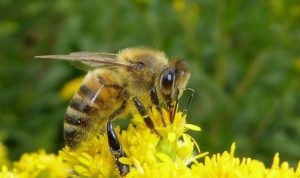 Worker bee collects pollen