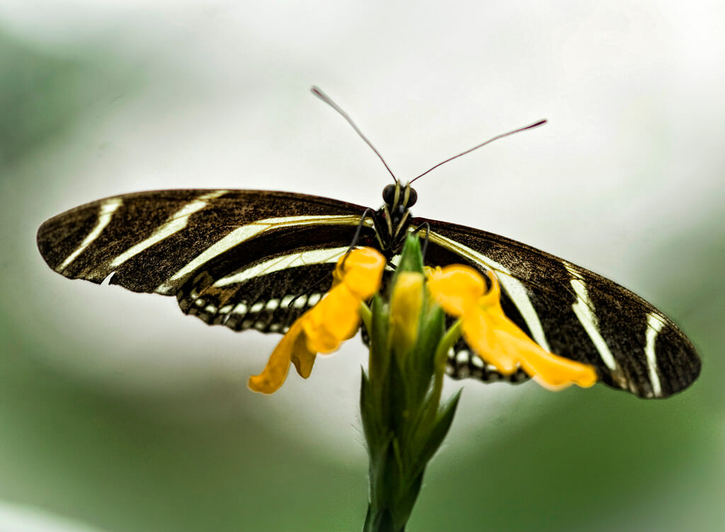 Zebra butterfly