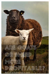 are sheep more profitable than goats (1)