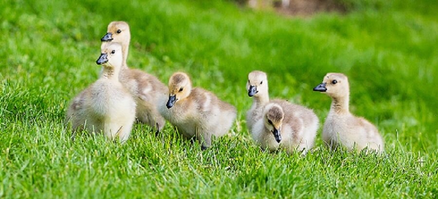 backyard farm animals ducks