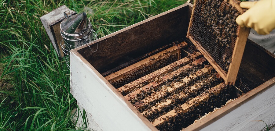 backyard farm animals honey bees 