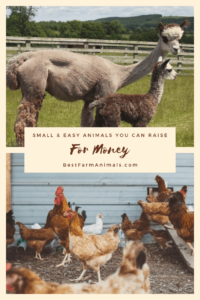 easy animals for money (1)