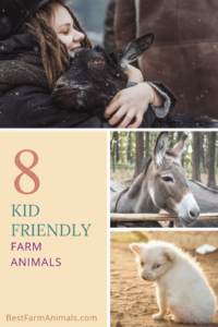 farm animals kids can raise (1)