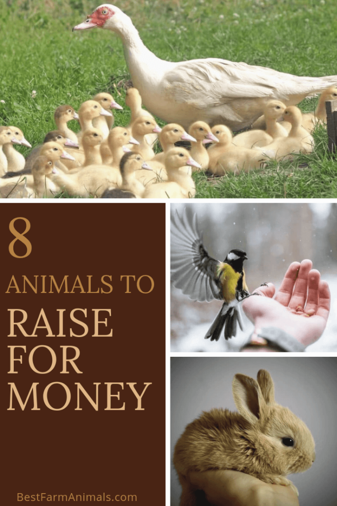 8 Most Profitable, Easy & Small Animals To Breed For Money