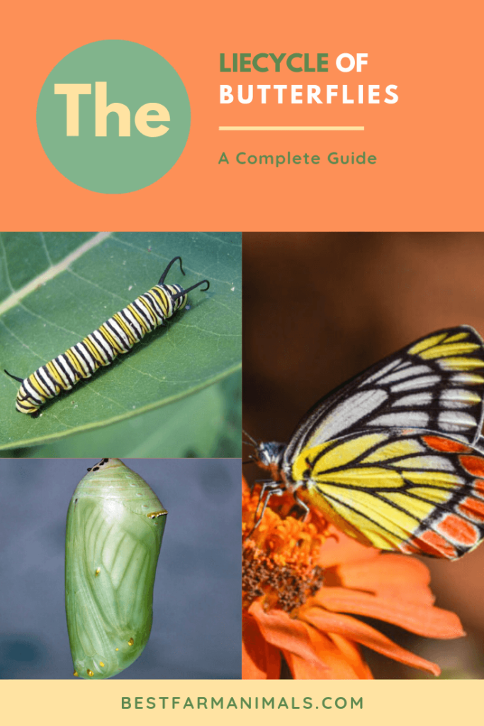What Is The Life Cycle Of A Butterfly?