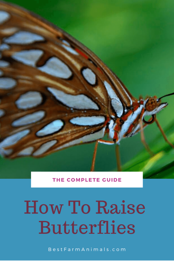 How To Raise Butterflies The Complete Guide