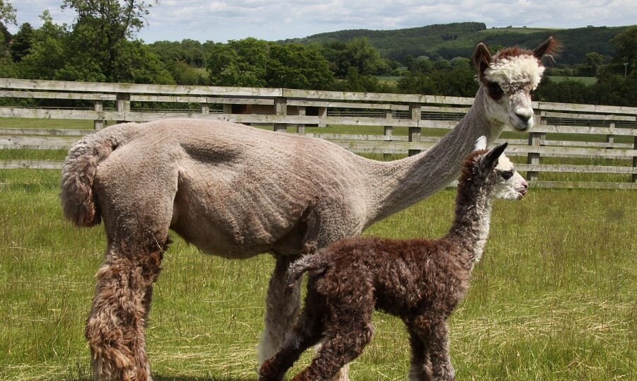 raising alpacas for money