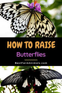 raising butterflies at home