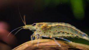raising shrimp for money