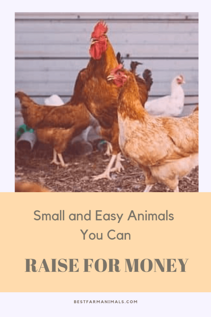 8-most-profitable-easy-small-animals-to-breed-for-money