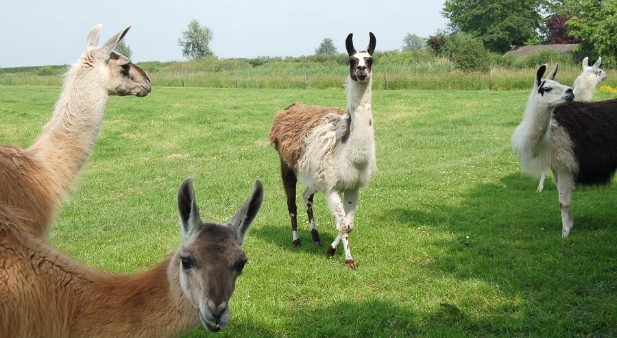 Alpacas and llamas can protect chickens