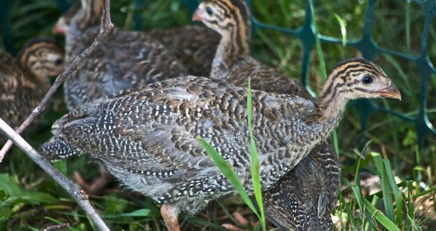 Baby guinea fowl keets