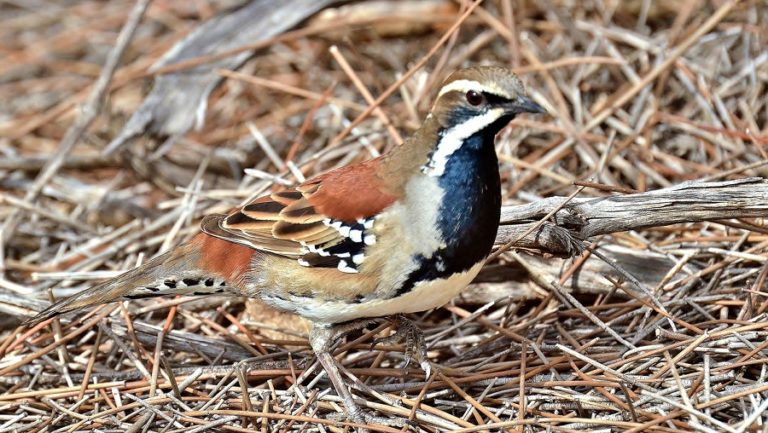 The Best Quail Breeds To Raise For Eggs, Meat or Hunting