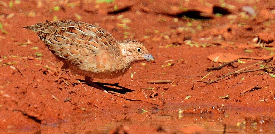 Button Quail