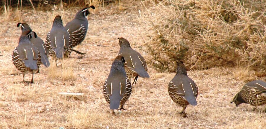 California Quail need one male to 3 females