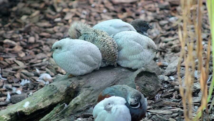 Coturnix Quail are the most popular quail