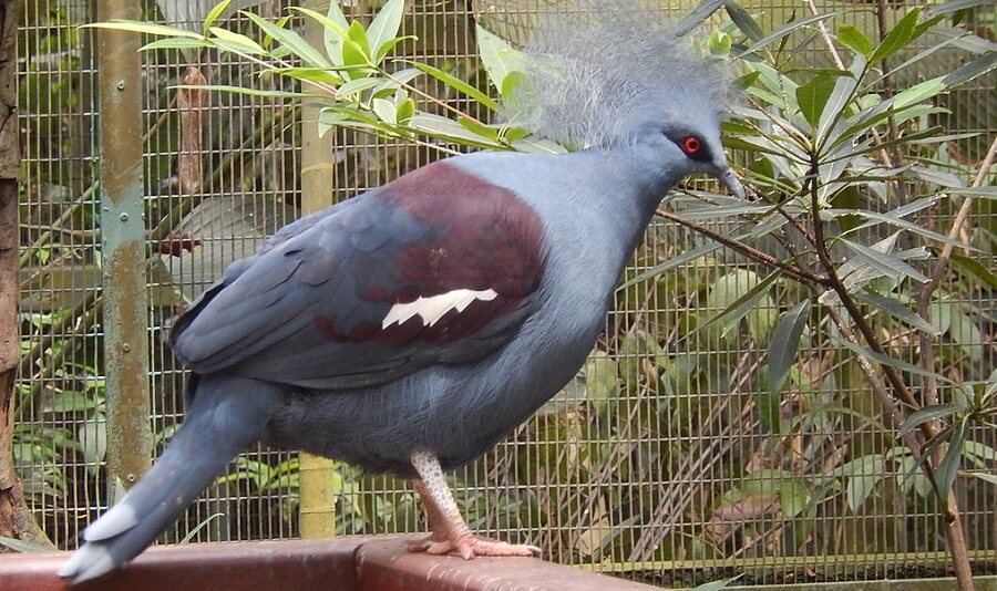 Crested guinea fowl