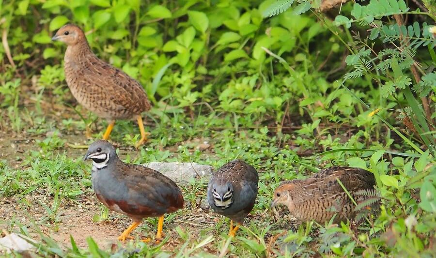 Free range quail need special care 