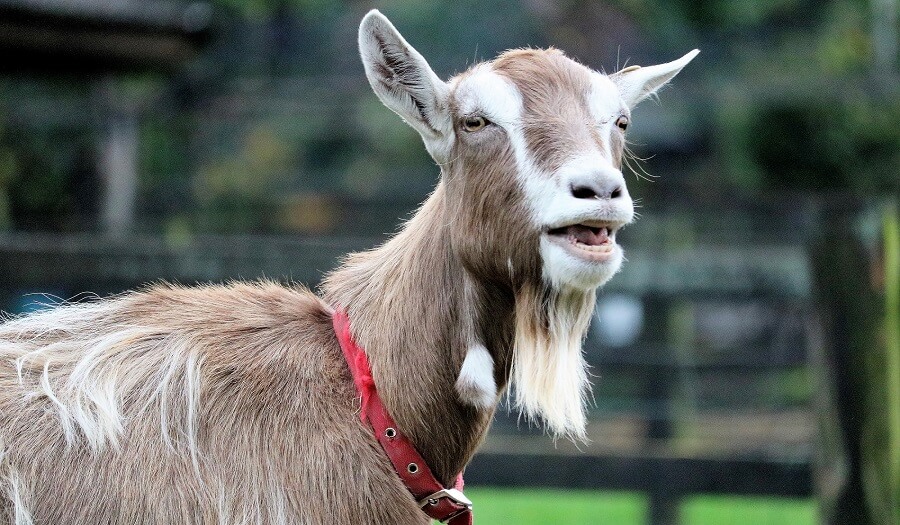 Goats love to be brushed 