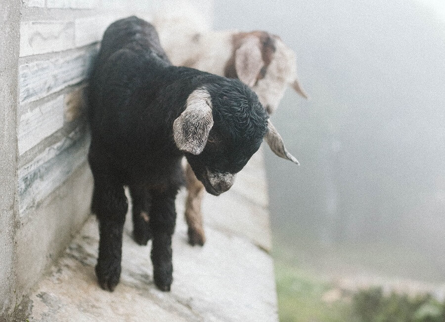 Goats love to climb
