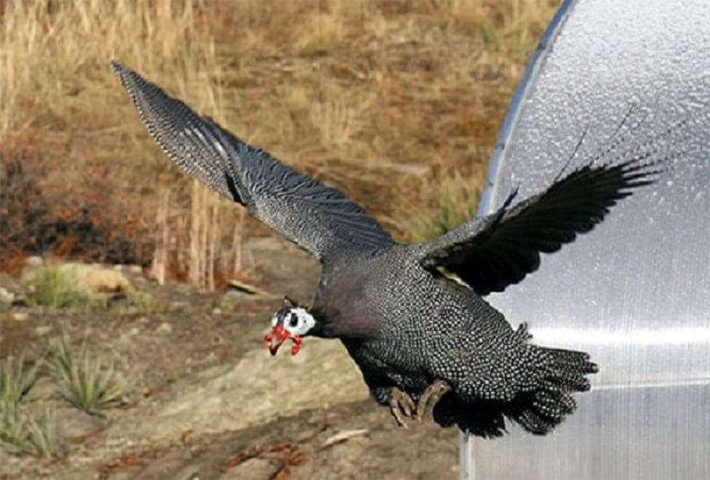 Guinea Fowls fly high 