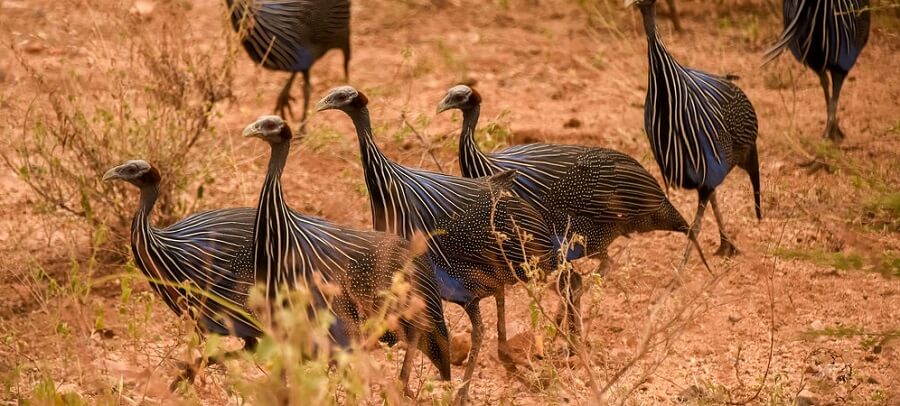 Guinea fowl stay together