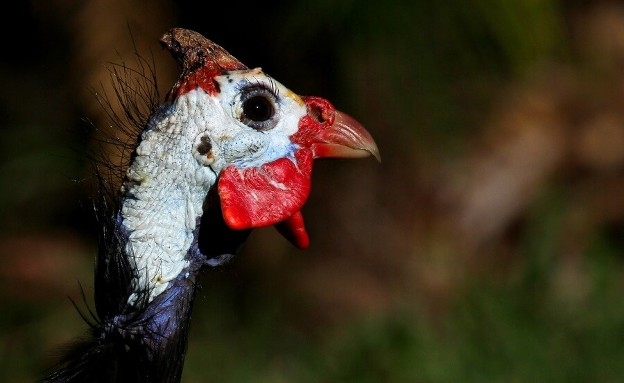 Guinea fowl will protect chickens