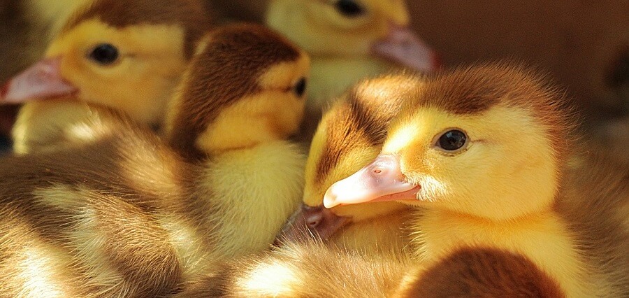 How to raise ducklings