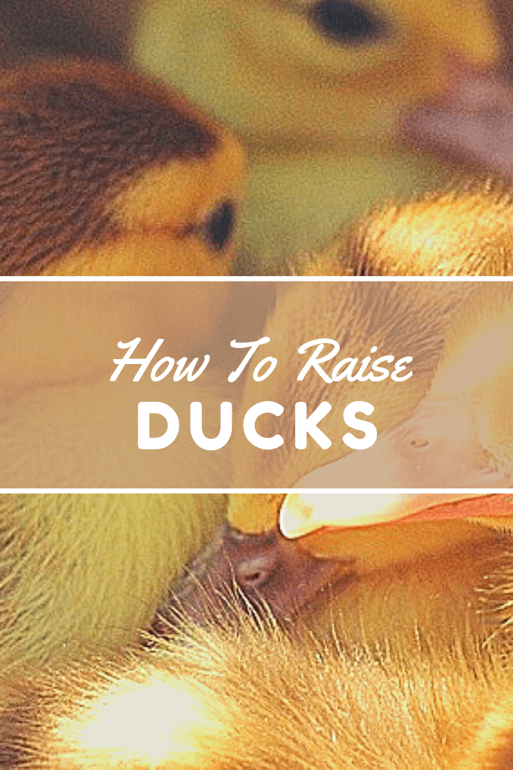 How to raise ducks (1)