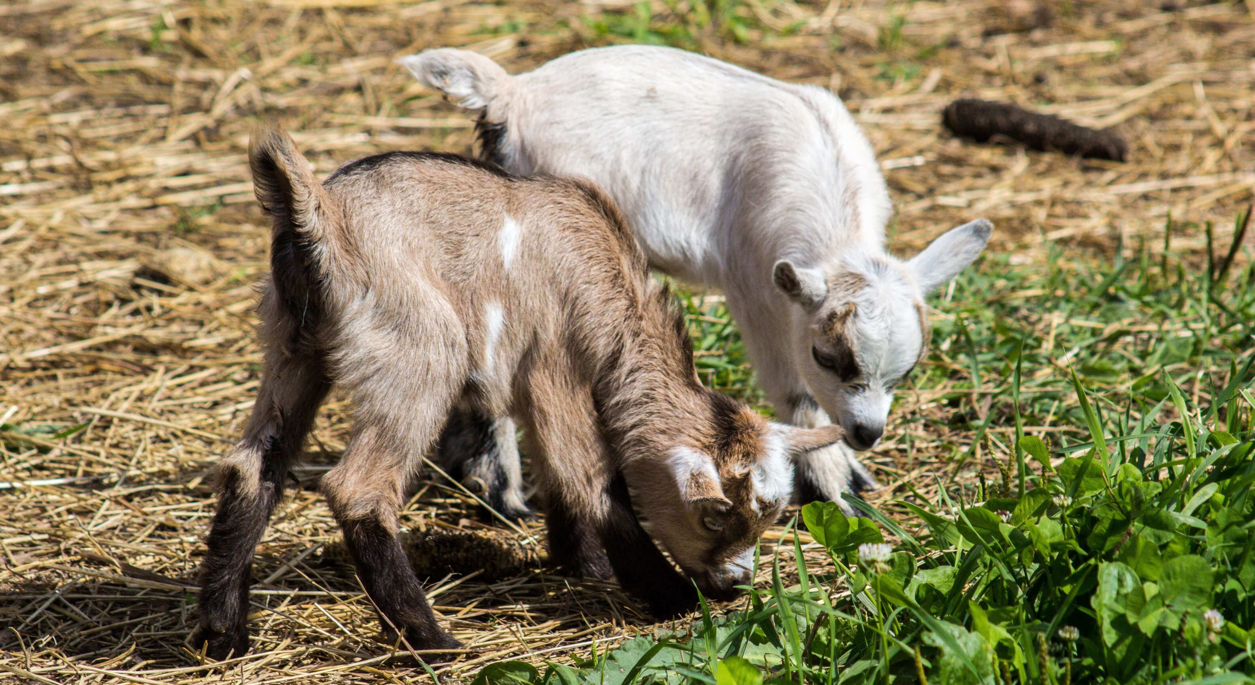 How to raise goats