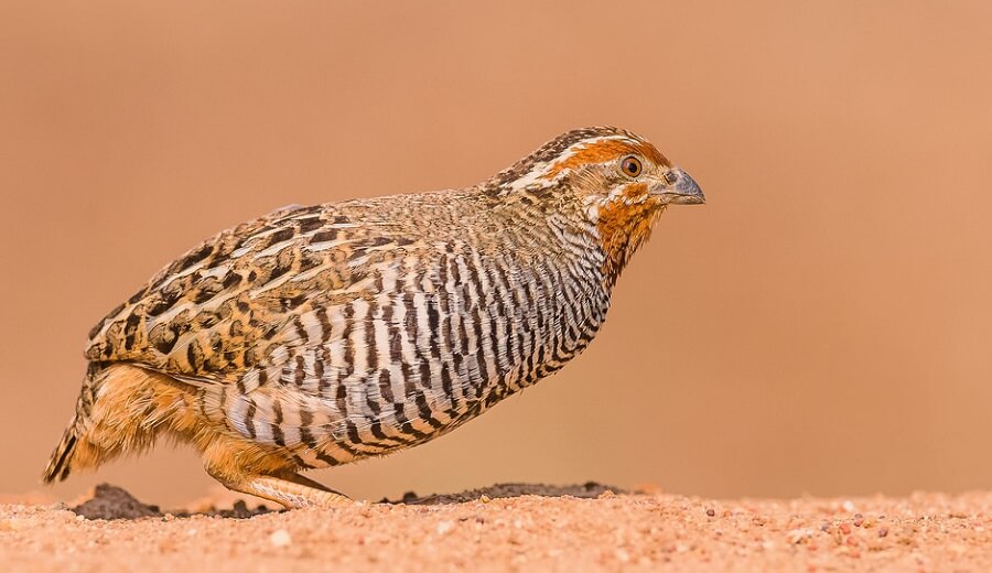 Jungle Bush Quail 