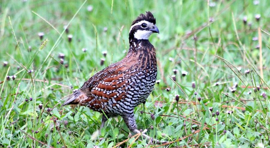 Northern Bobwhite Quail