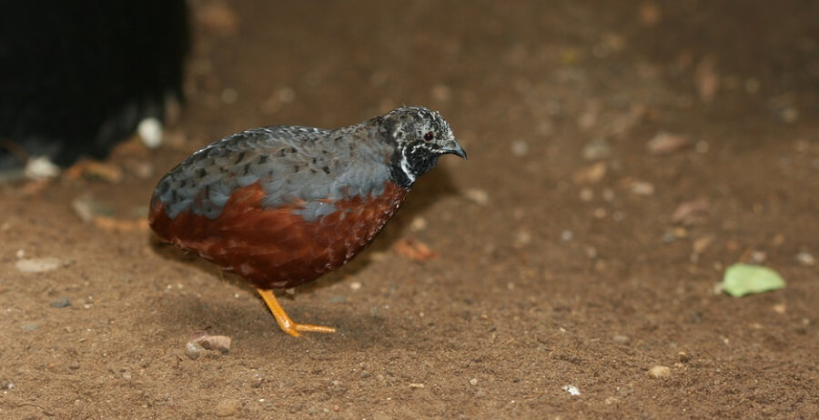 Quail Are Raised for Eggs