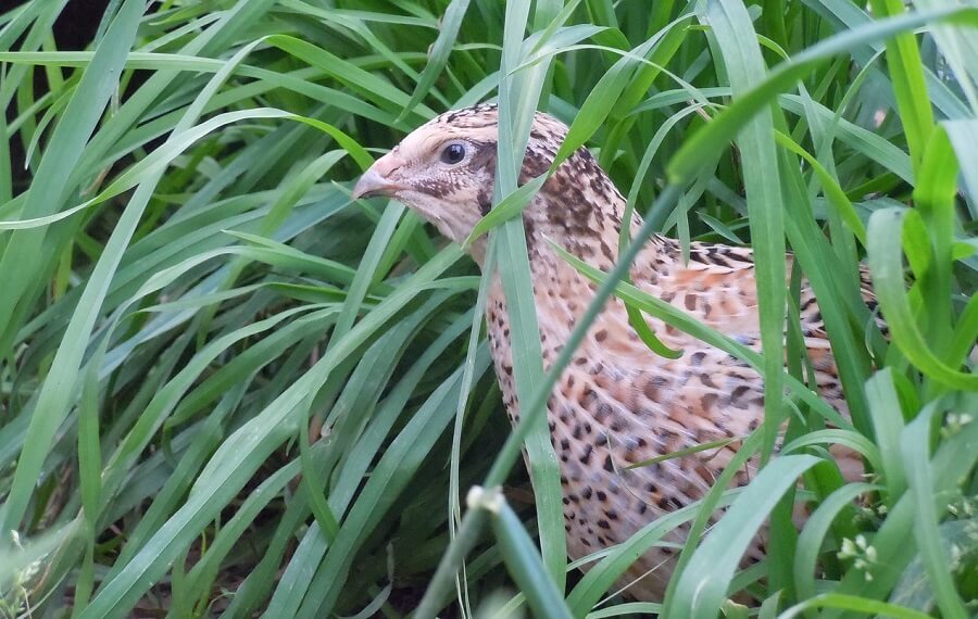 Quail are often released into the wild for hunting 