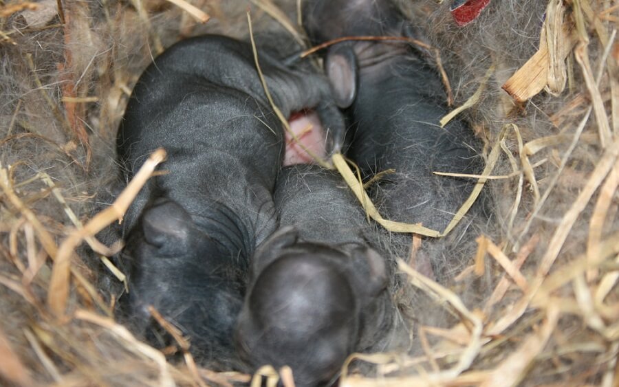 Rabbit Kits by Nikki Gibson