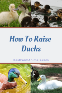 Raising healthy ducks (1)