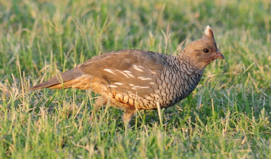 Scaled Quail are new world quail