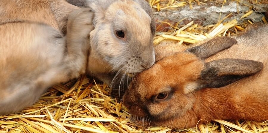 Straw is a popular rabbit bedding