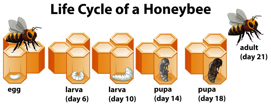 The life cycle of bees infographic for kids