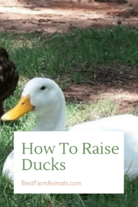 When you need to know about ducks (1)