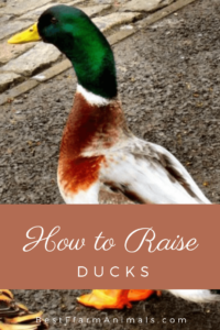 guide to raising ducks (1)