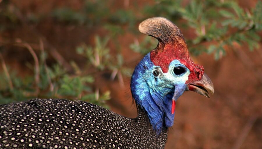 raising guinea fowl 