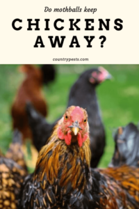 will-mothballs-keep-hens-away-1
