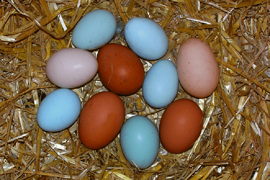 Ameraucana Egg Color Chart