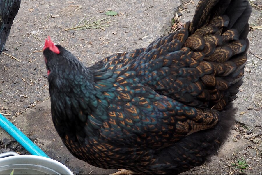 The 5 Best Chicken Breeds That Lay Dark Brown Eggs 